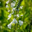 Rozrazil hořcovitý 'Light Blue' - Veronica gentianoides 'Light Blue'