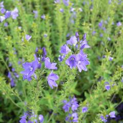 Rozrazil rakouský 'Crater Lake Blue' - Veronica austriaca 'Crater Lake Blue'