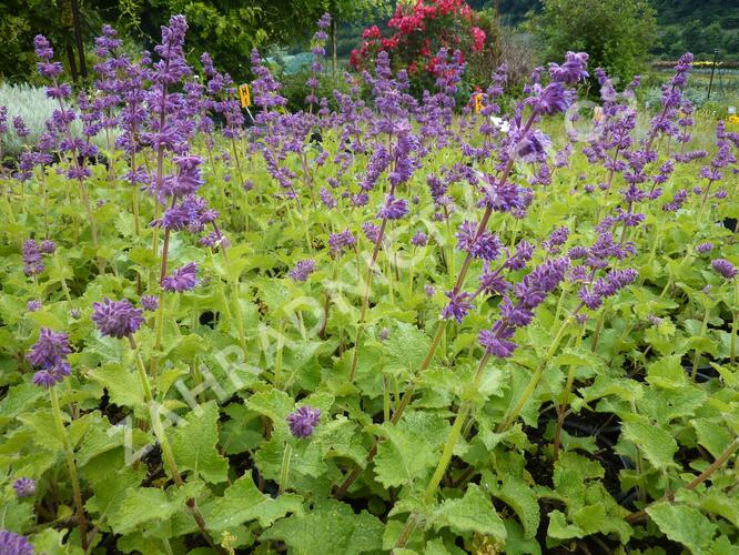 Šalvěj přeslenitá 'Purple Rain' - Salvia verticillata 'Purple Rain'