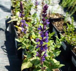 Šalvěj hajní 'Edula' - Salvia nemorosa 'Edula'