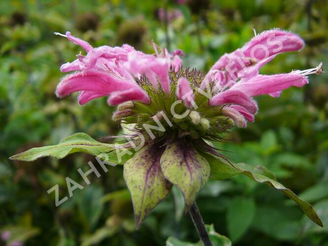 Zavinutka podvojná 'Marshall's Delight' - Monarda didyma 'Marshall's Delight'