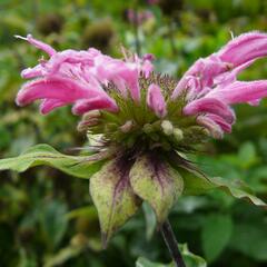 Zavinutka podvojná 'Marshall's Delight' - Monarda didyma 'Marshall's Delight'