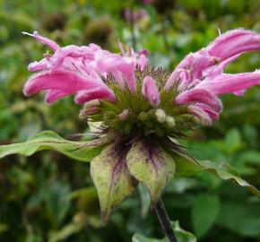 Zavinutka podvojná 'Marshall's Delight' - Monarda didyma 'Marshall's Delight'