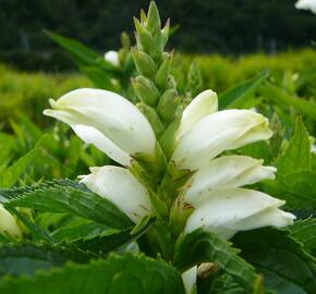 Želonice lysá 'Alba' - Chelone obliqua 'Alba'