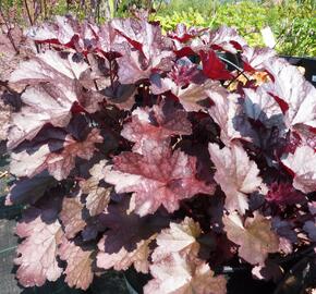 Dlužicha 'Cascade Dawn' - Heuchera hybrida 'Cascade Dawn'