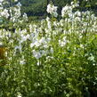 Jirnice 'Alba' - Polemonium caeruleum 'Alba'