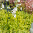 Jirnice 'Alba' - Polemonium caeruleum 'Alba'