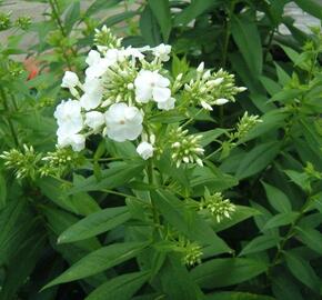 Plamenka latnatá 'David' - Phlox paniculata 'David'