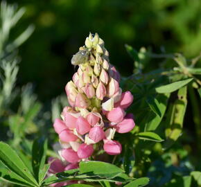 Lupina mnoholistá 'Camelot' - Lupinus polyphyllus 'Camelot'