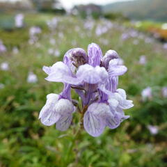 Lnice 'Antique Silver' - Linaria anticaria 'Antique Silver'