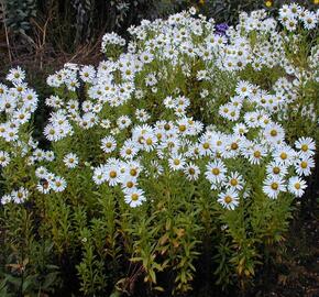 Luhovnice pozdní - Leucanthemella serotina