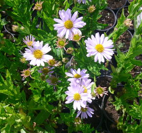 Japonská astra 'Blue Star' - Kalimeris incisa 'Blue Star'