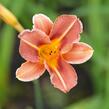 Denivka 'Pfennigparade' - Hemerocallis 'Pfennigparade'