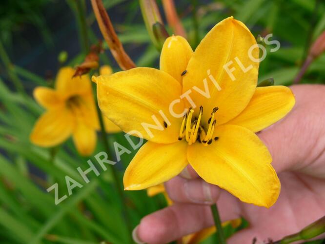 Denivka menší - Hemerocallis minor