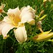 Denivka 'Luxury Lace' - Hemerocallis 'Luxury Lace'