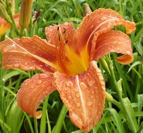 Denivka 'Helena' - Hemerocallis 'Helena'