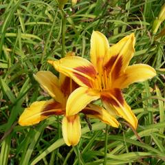 Denivka 'Bonanza' - Hemerocallis 'Bonanza'