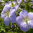 Kakost skvrnitý 'Vickie Lynn' - Geranium maculatum 'Vickie Lynn'