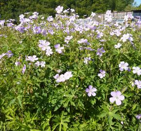 Kakost skvrnitý 'Chatto' - Geranium maculatum 'Chatto'