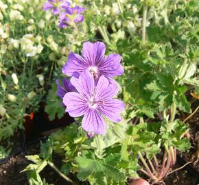 Kakost gruzínský - Geranium ibericum