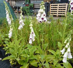 Náprstník červený 'Pollux Burgundy Eye' - Digitalis purpurea 'Pollux Burgundy Eye'