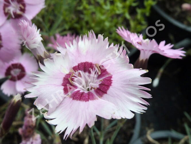 Hvozdík 'Alpinus' - Dianthus allwoodii 'Alpinus'