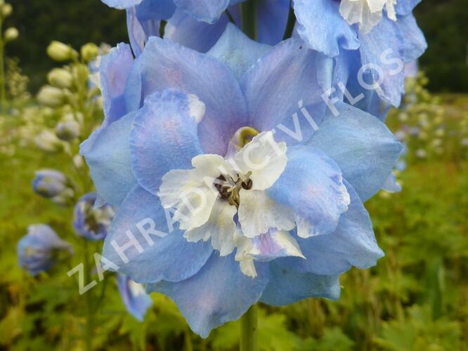 Ostrožka 'Sky Blue/White Bee' - Delphinium Magic Fountain 'Sky Blue/White Bee'