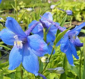 Ostrožka 'Piccolo' - Delphinium belladonna 'Piccolo'