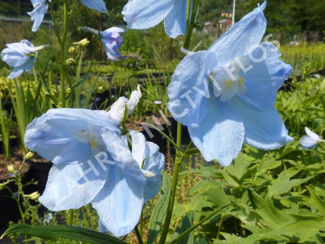 Ostrožka 'Ballkleid' - Delphinium belladonna 'Ballkleid'