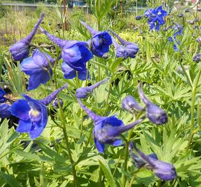 Ostrožka 'Atlantis' - Delphinium belladonna 'Atlantis'