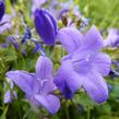 Zvonek dalmatský 'Blue Sky' - Campanula portenschlagiana 'Blue Sky'