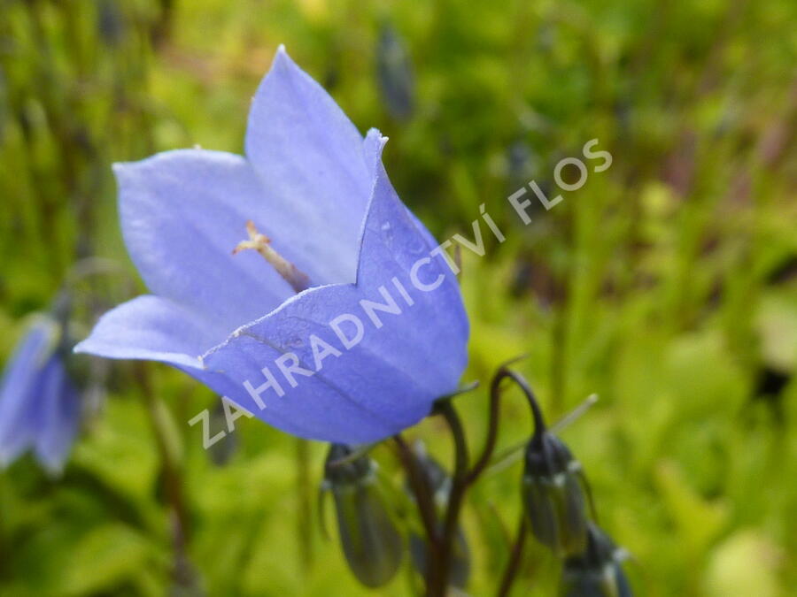 Zvonek lžičkolistý 'Blue' - Campanula cochleariifolia 'Blue'