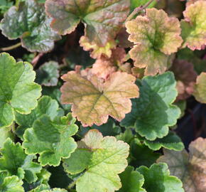 Mitrovka velkokvětá 'Forest Frost' - Tellima grandiflora 'Forest Frost'