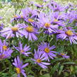 Hvězdnice chlumní 'Sonora' - Aster amellus 'Sonora'