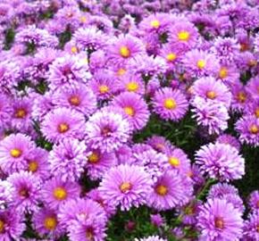 Hvězdnice novobelgická 'Lady Frances' - Aster novi-belgii 'Lady Frances'