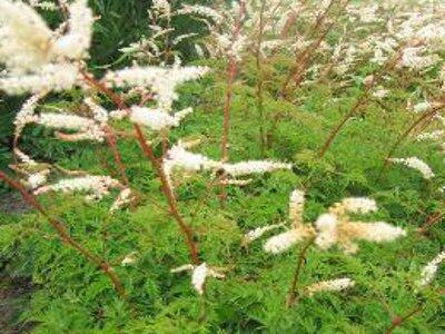 Udatna 'Woldemar Meier' - Aruncus aethusifolius 'Woldemar Meier'