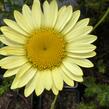 Rmen barvířský 'E.C. Buxton' - Anthemis tinctoria 'E.C. Buxton'