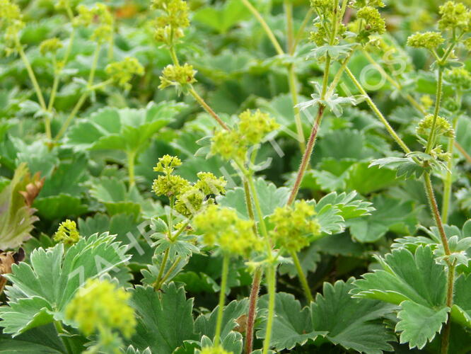 Kontryhel - Alchemilla caucasica