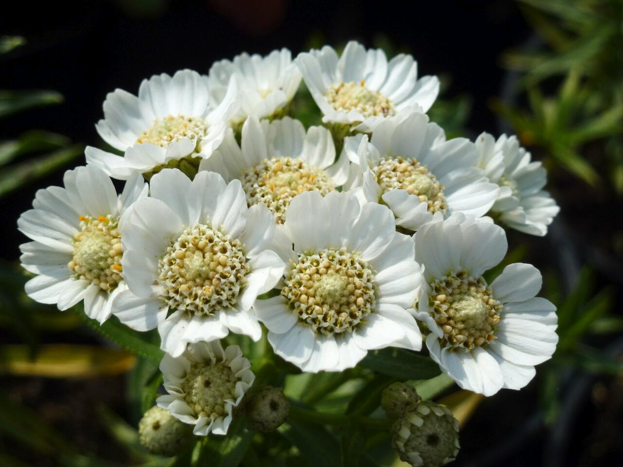 Тысячелистник Achillea ptarmica Nana compacta