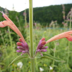 Agastache, obří yzop 'Tangerine Dream' - Agastache barberi 'Tangerine Dream'