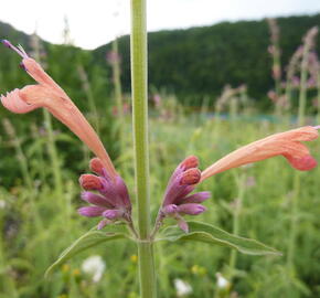 Agastache, obří yzop 'Tangerine Dream' - Agastache barberi 'Tangerine Dream'