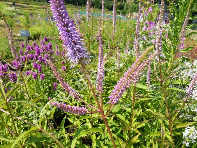 Rozrazilovec viržinský 'Fascination' - Veronicastrum virginicum 'Fascination'