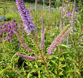 Rozrazilovec viržinský 'Fascination' - Veronicastrum virginicum 'Fascination'