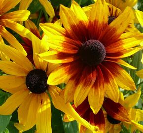 Třapatka srstnatá 'Olesna' - Rudbeckia hirta 'Olesna'