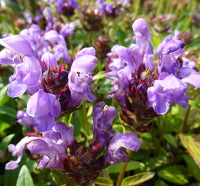 Černohlávek velkokvětý 'Freelander Blue' - Prunella grandiflora 'Freelander Blue'