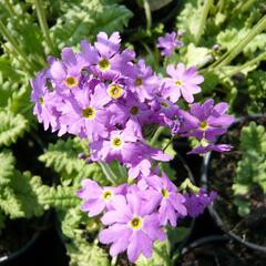 Prvosenka 'Primadiente' - Primula cortusoides 'Primadiente'