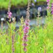 Kyprej vrbice 'Rote Hybriden' - Lythrum salicaria 'Rote Hybriden'