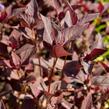 Vrbina 'Firecracker' - Lysimachia ciliata 'Firecracker'