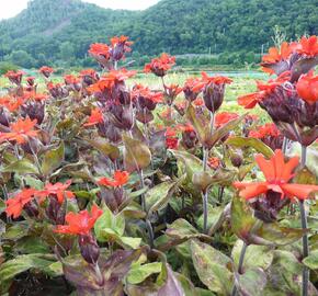 Kohoutek 'Lengai Red' - Lychnis x haageana 'Lengai Red'