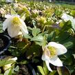 Čemeřice černá 'White January' - Helleborus niger 'White January'